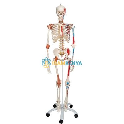 Skeleton With Muscles and Joint Ligaments Model