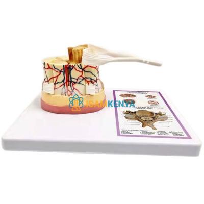 Spinal Cord Model