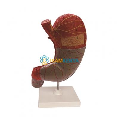 Stomach Pancreas Model
