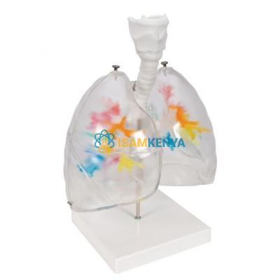 Transparent Lungs with Broncial Tree