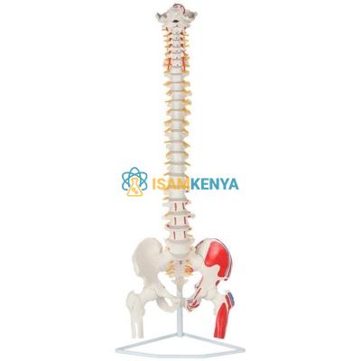 Vertebrae Spine Model