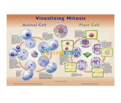 Visualizing Mitosis Poster