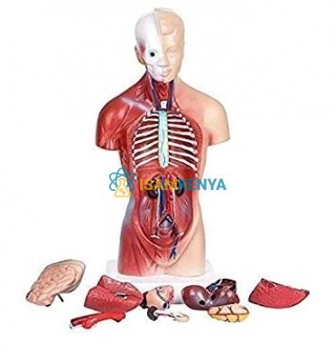 Vital Organs Value Pack